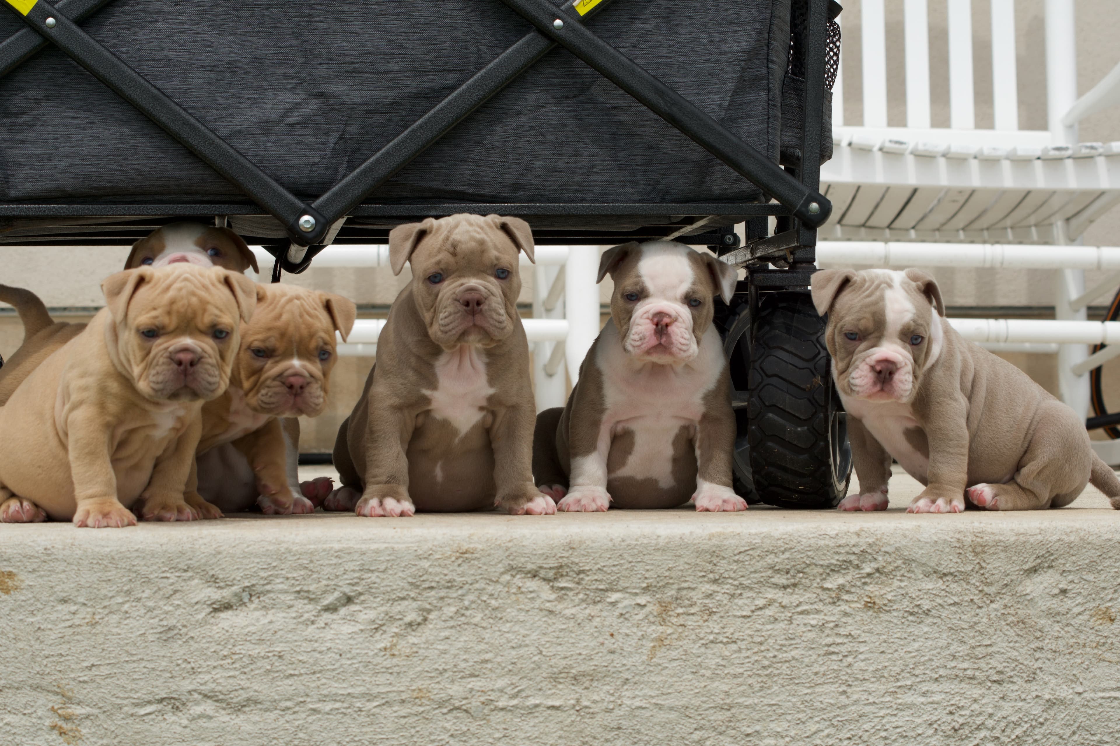 A photo of a puppy mill with dogs in stacked crates