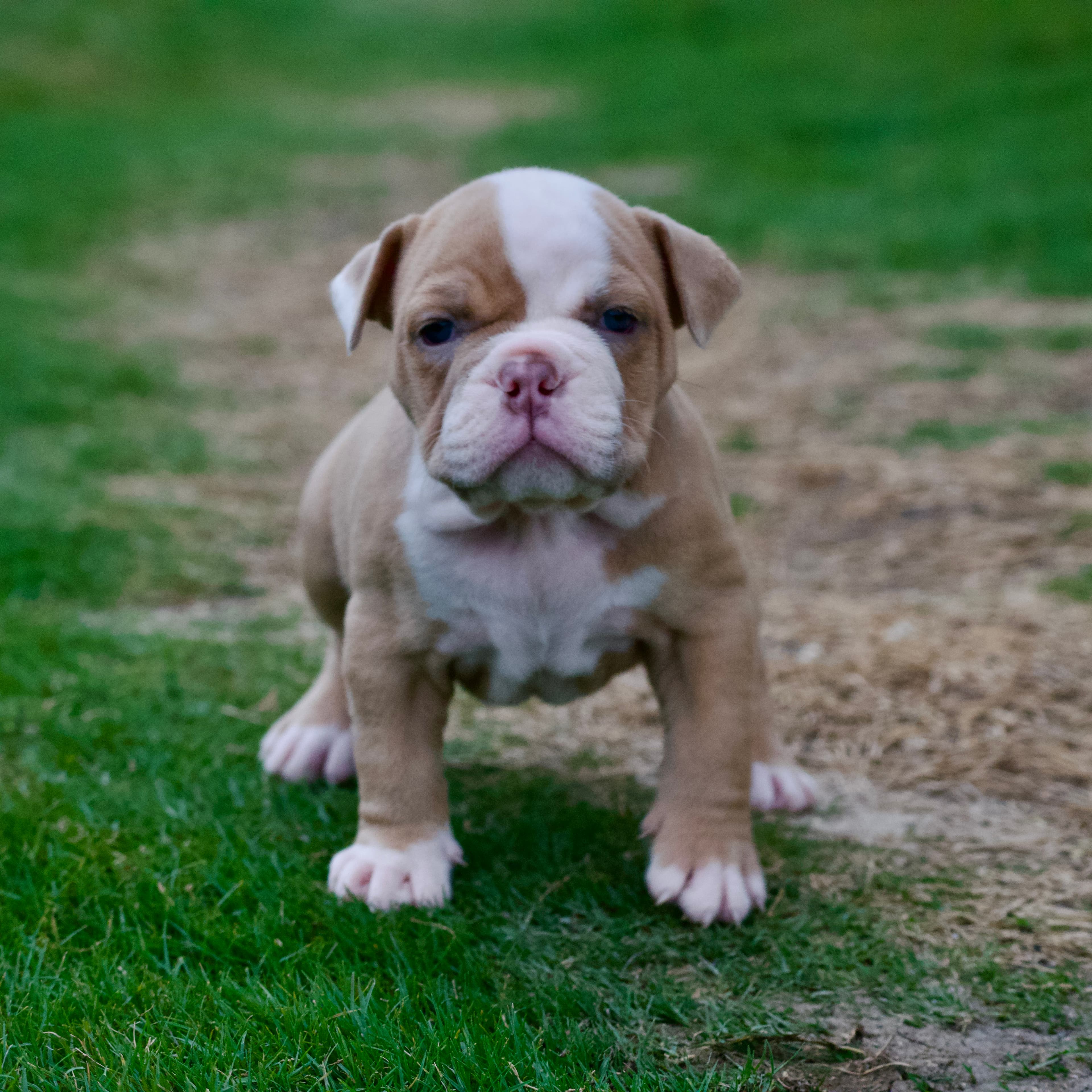 Lilac olde english bulldogge puppies deals for sale