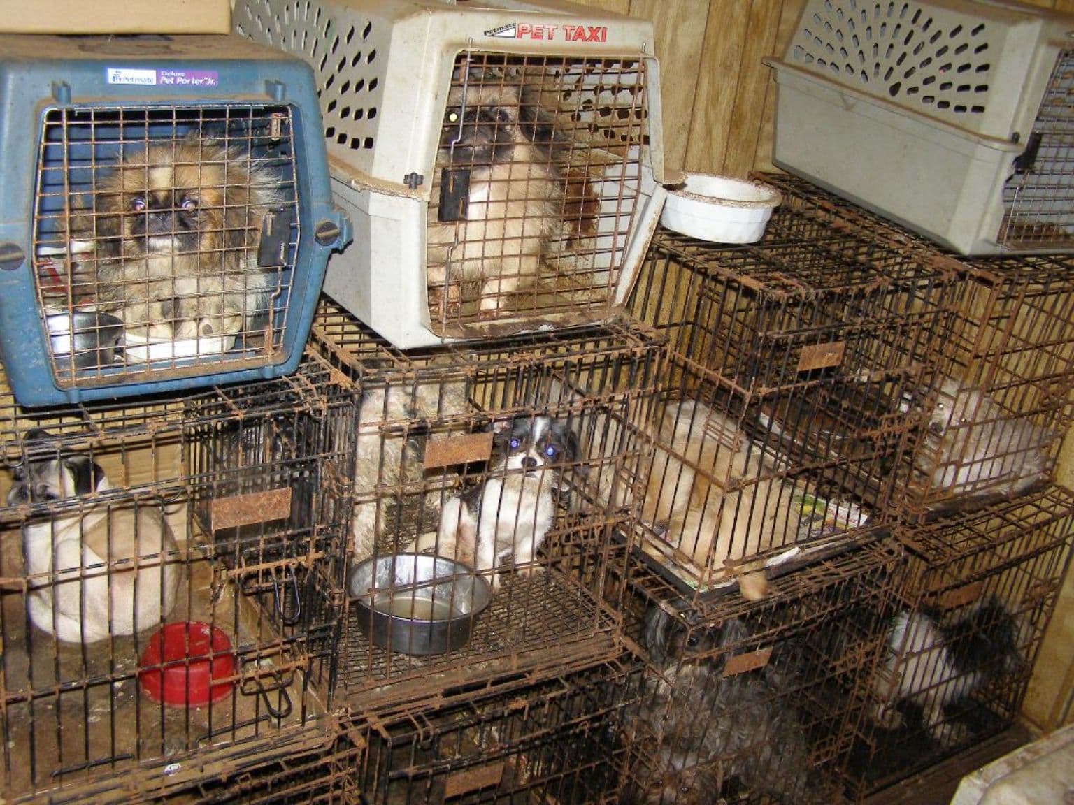 A photo of a puppy mill with dogs in stacked crates