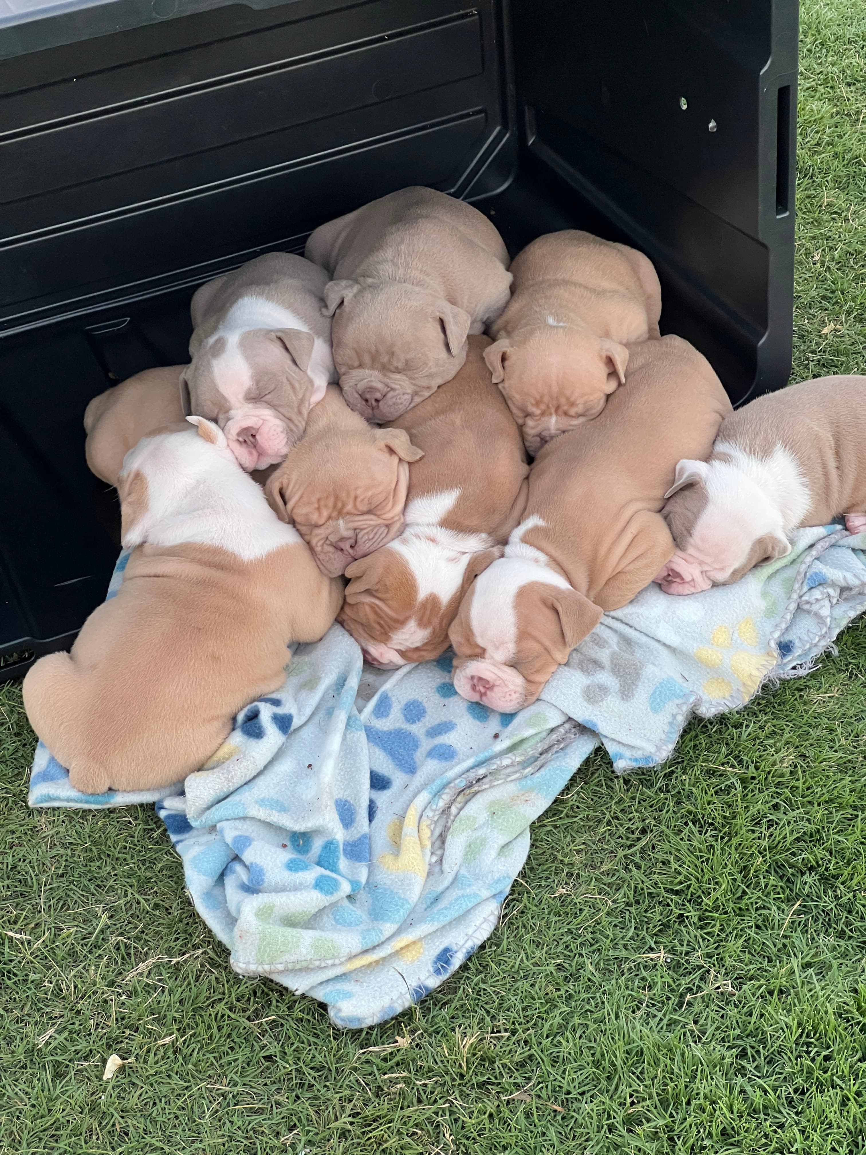 A photo of a Sumoline Bulldogge puppy pile