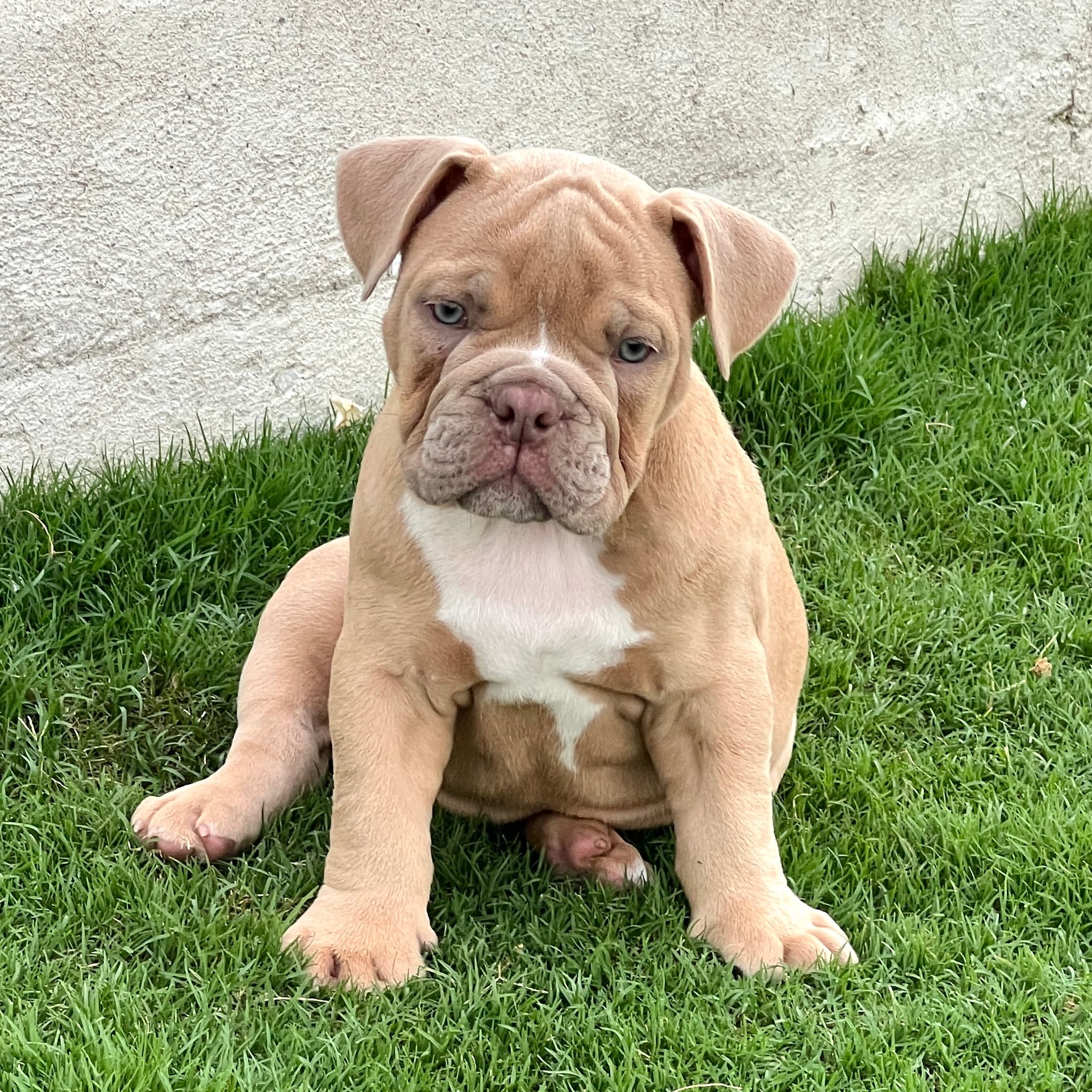 Wallenby - puppy
